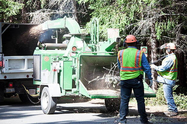 Seasonal Cleanup (Spring/Fall) in Center Line, MI