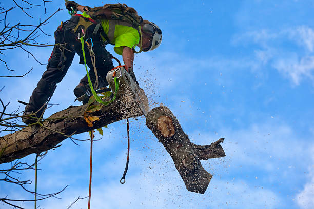 How Our Tree Care Process Works  in  Center Line, MI